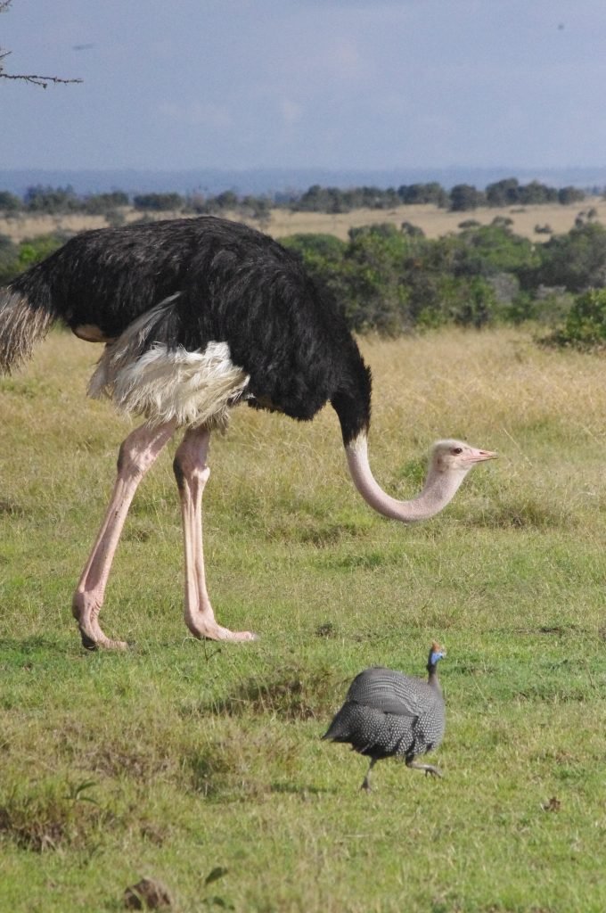 Ostrich