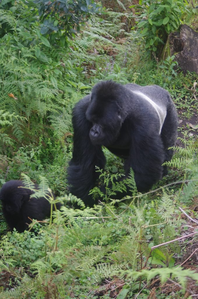 love letter and lifeline