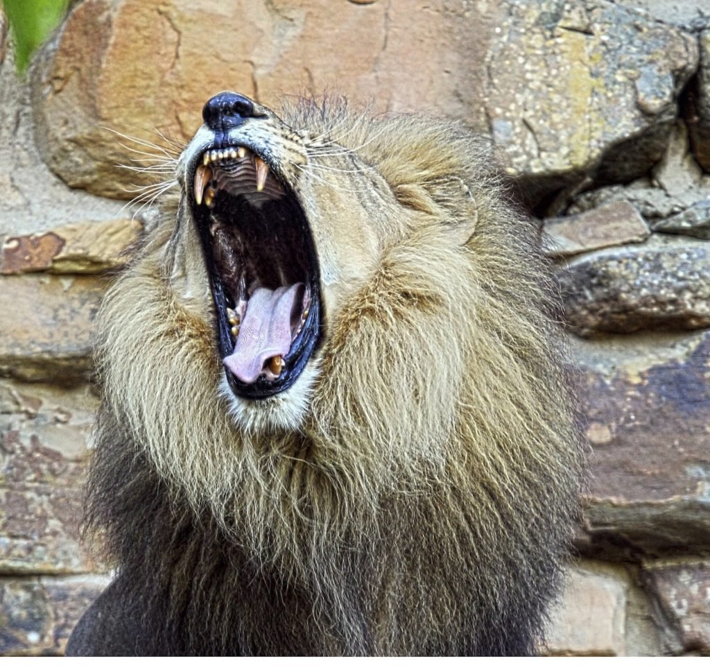 trainers: global academy roar