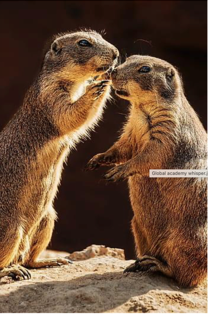 Two prairie dogs are perched atop one another, highlighting their social dynamics in a training of trainers environment.