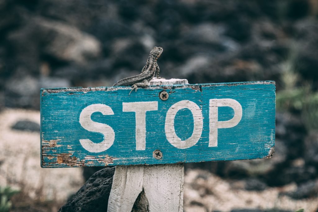 A lizard perched on a red stop sign, blending with the vibrant colors of the sign and its surroundings.